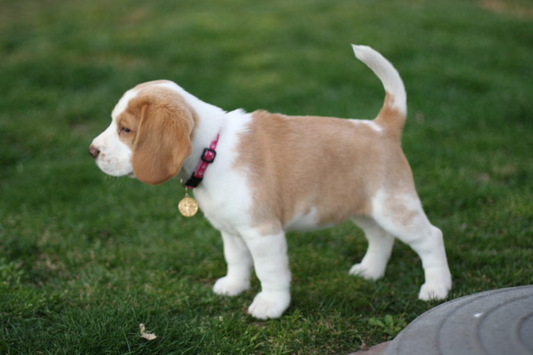 9 Week Beagle Puppy Weight
