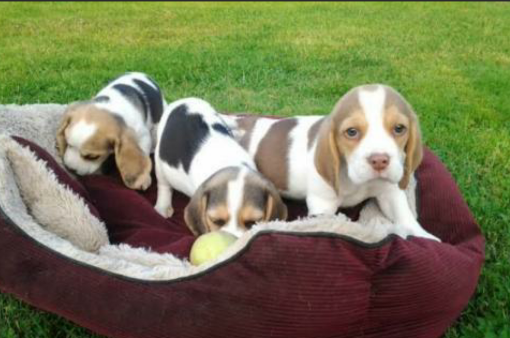 9 week Beagle puppy