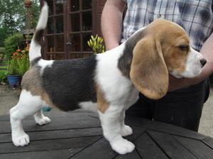 9 week old Beagle pup