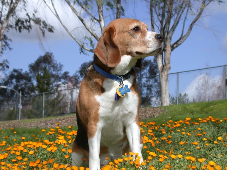 Allevamento Beagle dogs life
