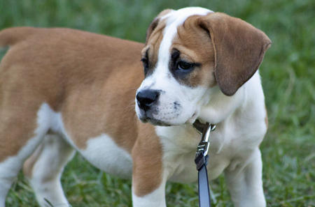 American bulldog Beagle mix size