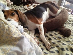 Are Beagles good for apartment life