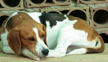 Are Beagles prone to skin allergies
