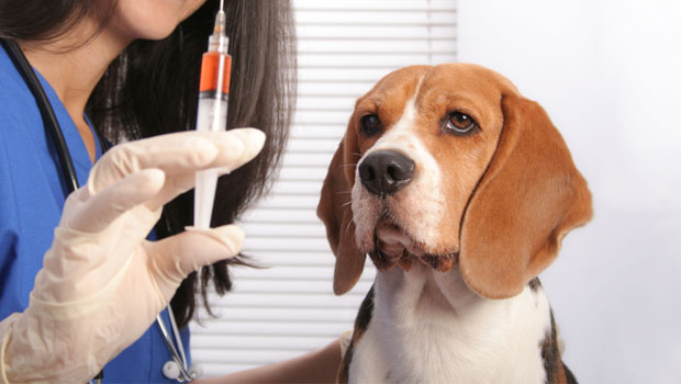 Are Beagles prone to skin problems