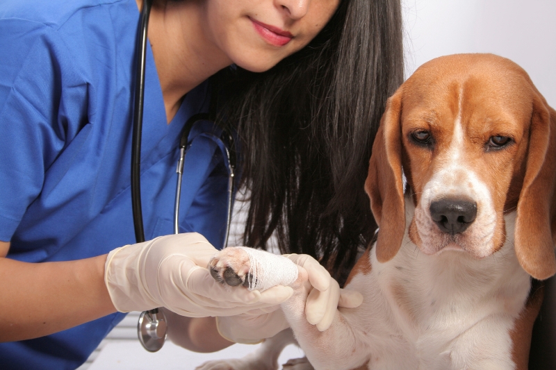 Are Beagles susceptible to cancer