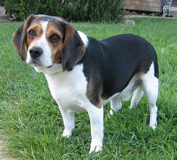 Average Beagle lifespan