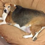 Average Beagle pregnancy
