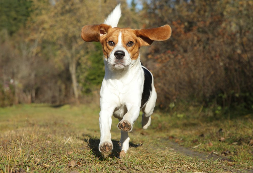 Average life expectancy Beagle dog