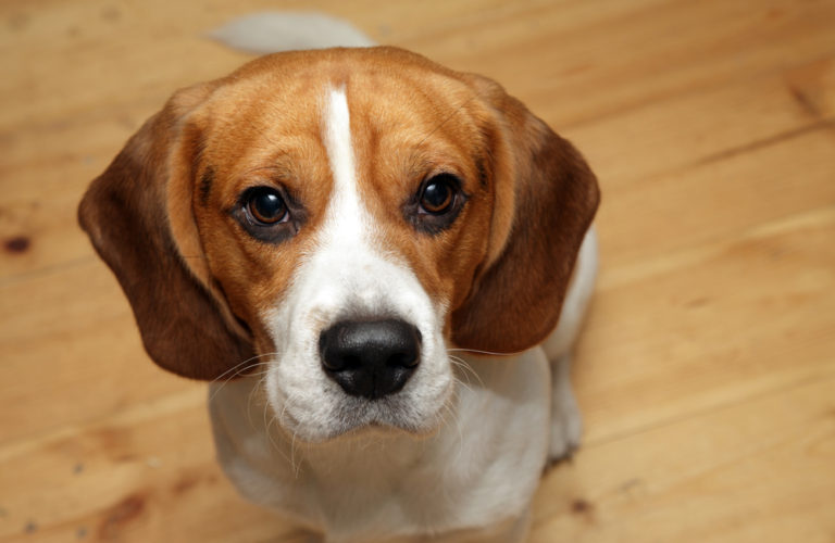 Average Life Expectancy Of A Beagle | 1001doggy.com