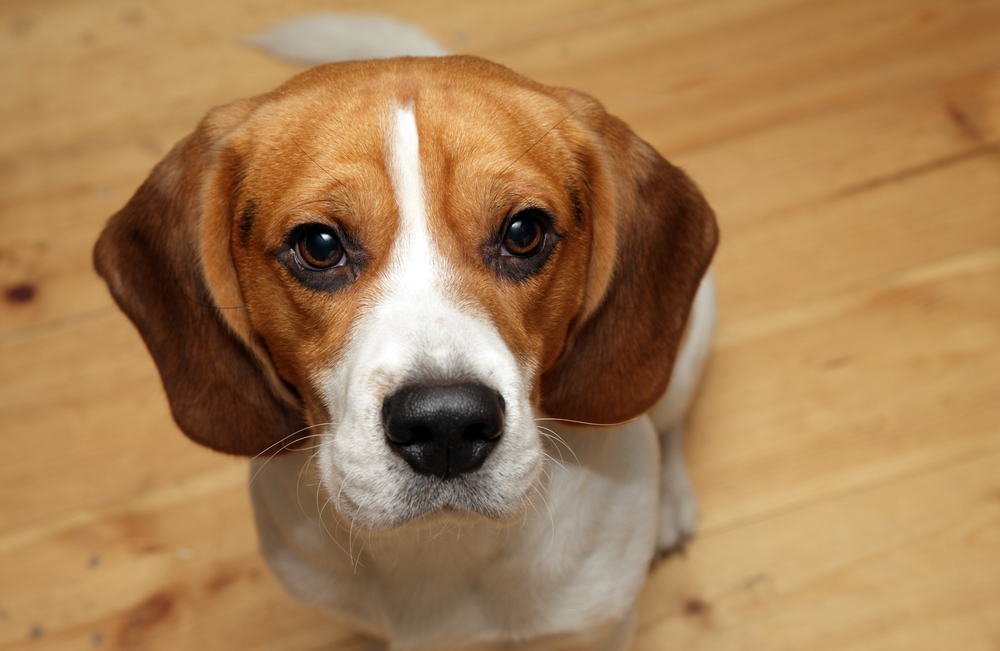 Average life expectancy of a Beagle