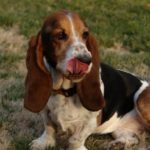 Average lifespan of a Beagle basset hound mix