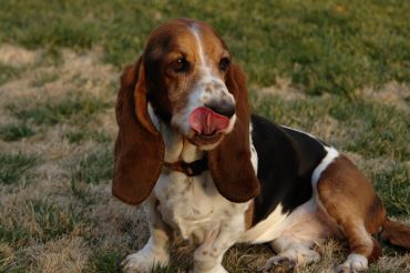 Average lifespan of a Beagle basset hound mix