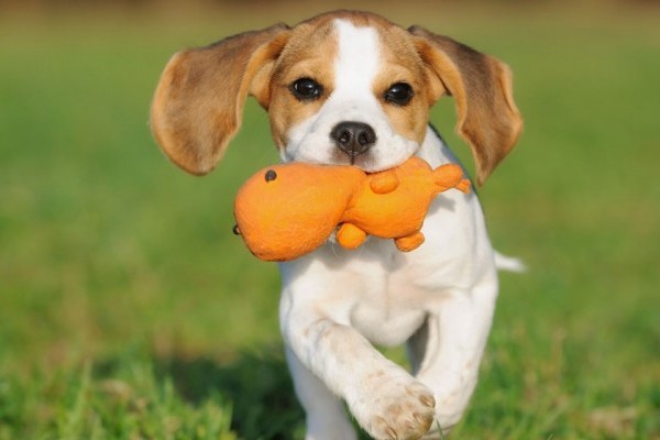Average lifespan of a miniature Beagle