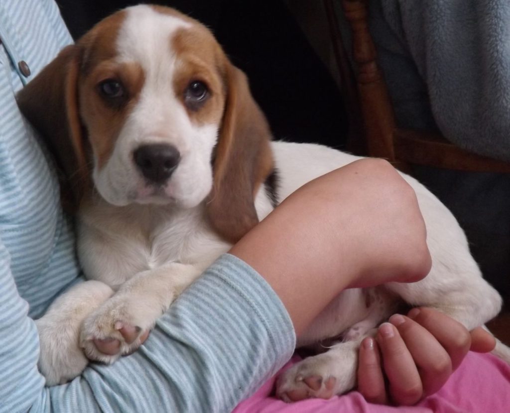 average-weight-4-month-old-beagle-puppy-1001doggy