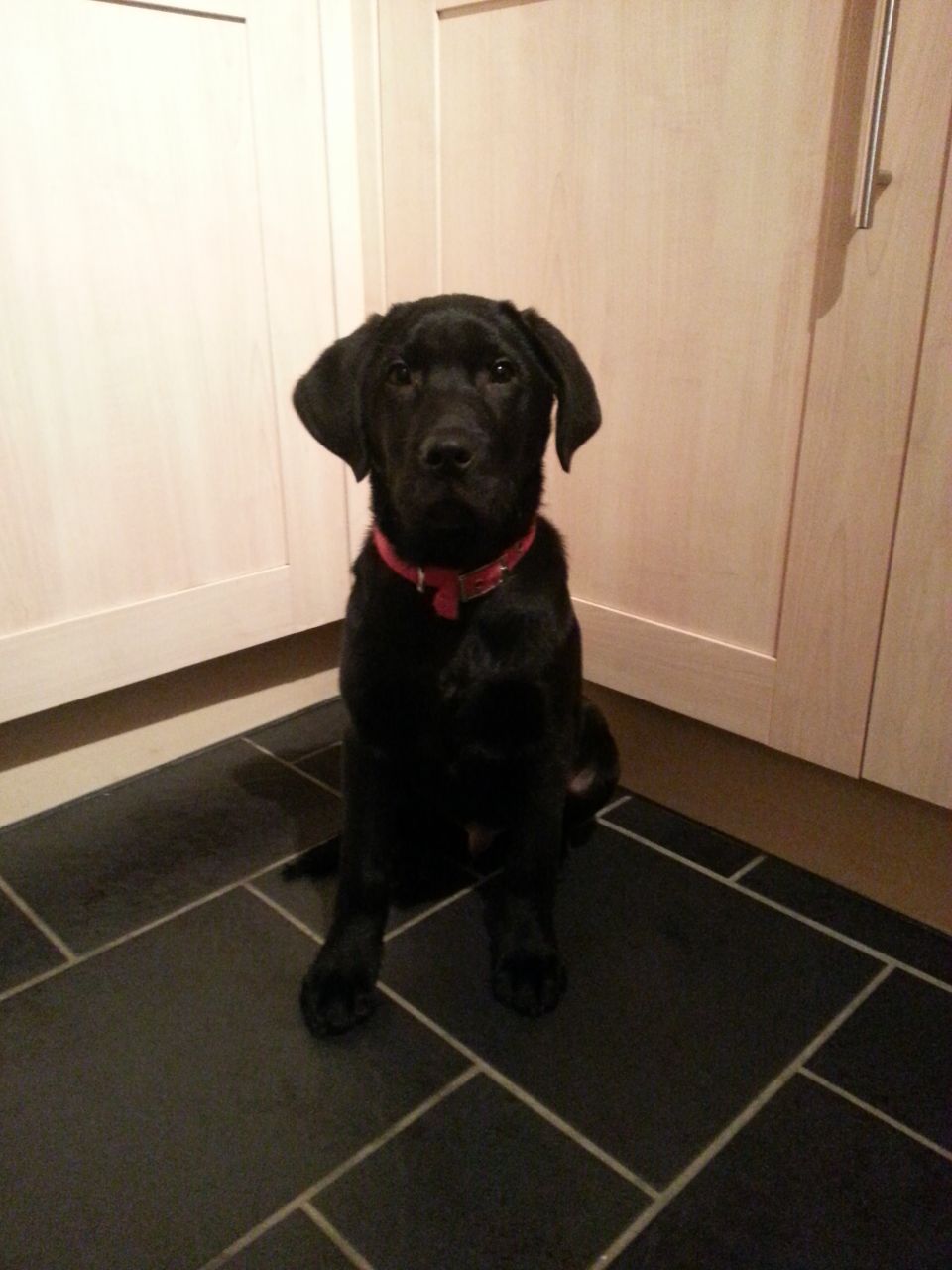 4 Month Old Labrador Retriever Size, Weight And How To