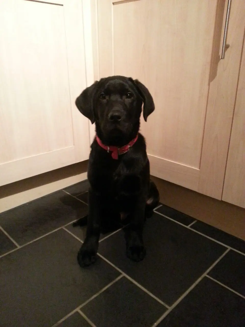 Average weight 4 month old labrador retriever