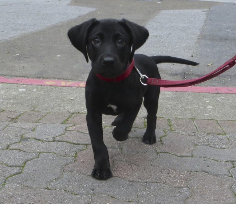 Average Weight Of A 10 Week Old Labrador Retriever | 1001doggy.com