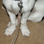 Back leg problems in Beagles