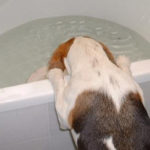 Bathing a Beagle