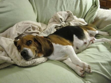 Beagle after pregnancy