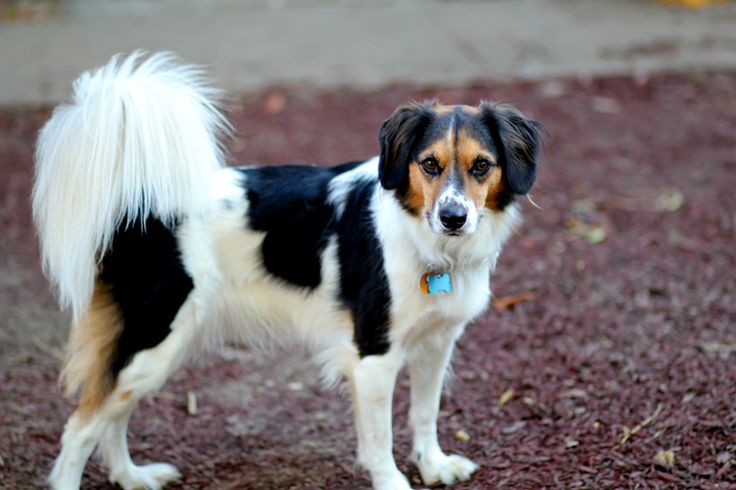 Beagle and border collie mix