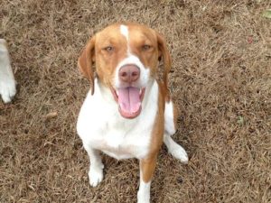 Beagle and brittany spaniel mix