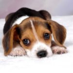 Beagle and chihuahua mix for sale