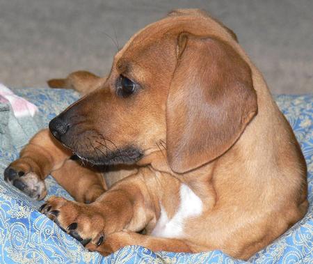 Beagle and Dachshund mix puppies for sale