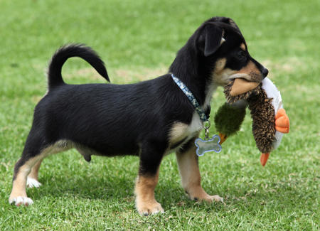 Beagle and mini dachshund mix