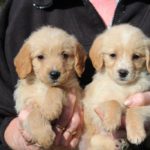 Beagle and poodle mix puppies