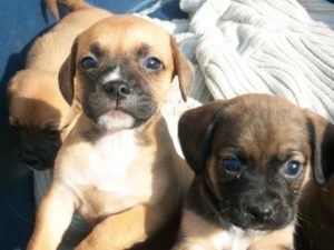 Beagle and Pug mix puppies
