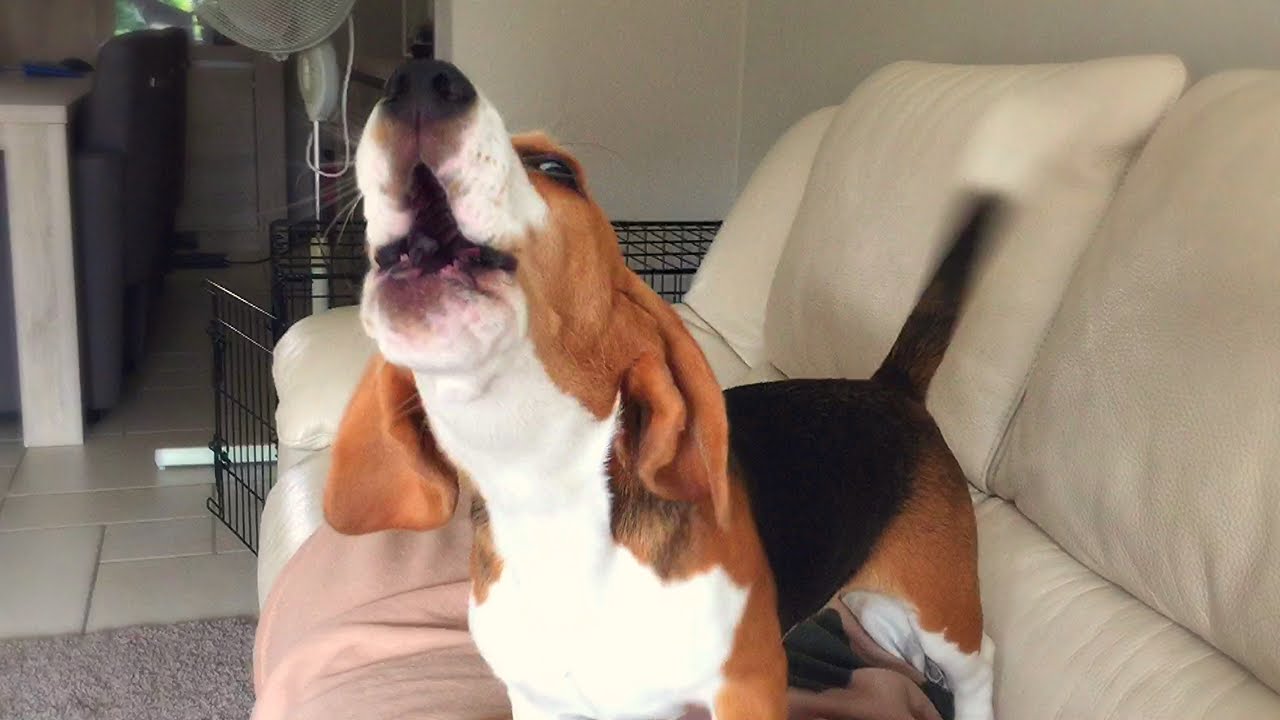 Beagle at 4 months