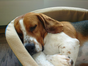 Beagle basset hound mix facts