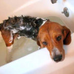 Beagle bath time