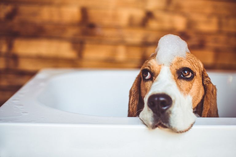 Beagle bathing frequency