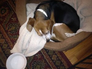Beagle being sick and diarrhea