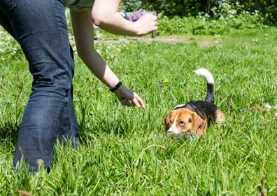 Beagle blood in diarrhea