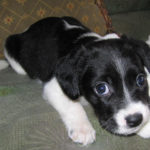 Beagle border collie mix puppies for sale