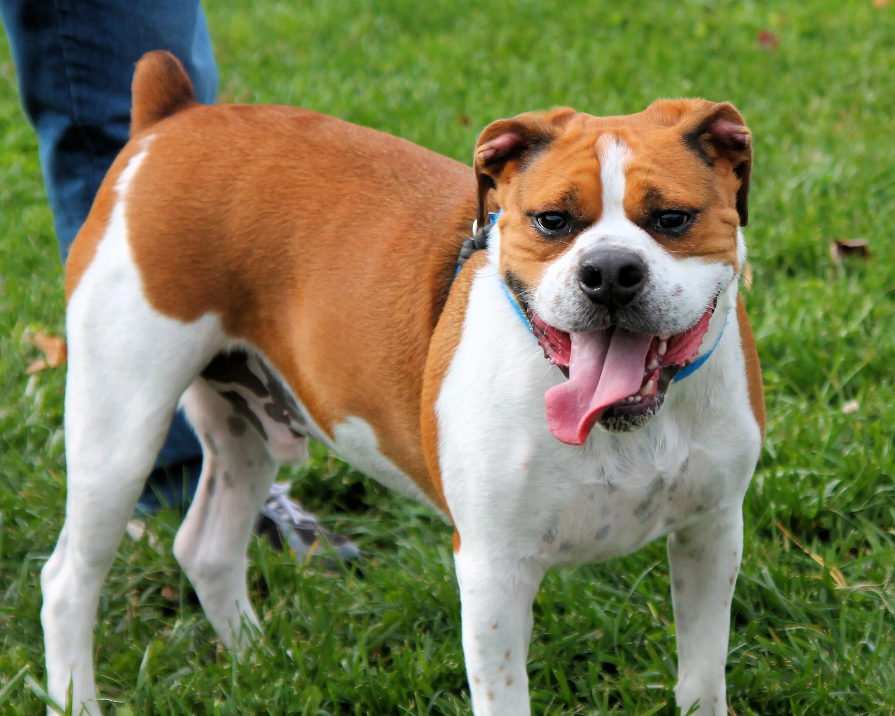 Beagle boxer bulldog mix