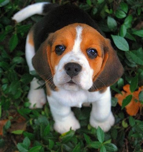 Beagle buddy potty