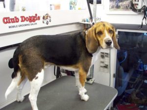 Beagle care and grooming