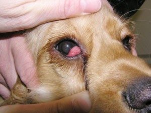 Beagle cherry eye surgery