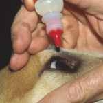 Beagle cherry eye treatment