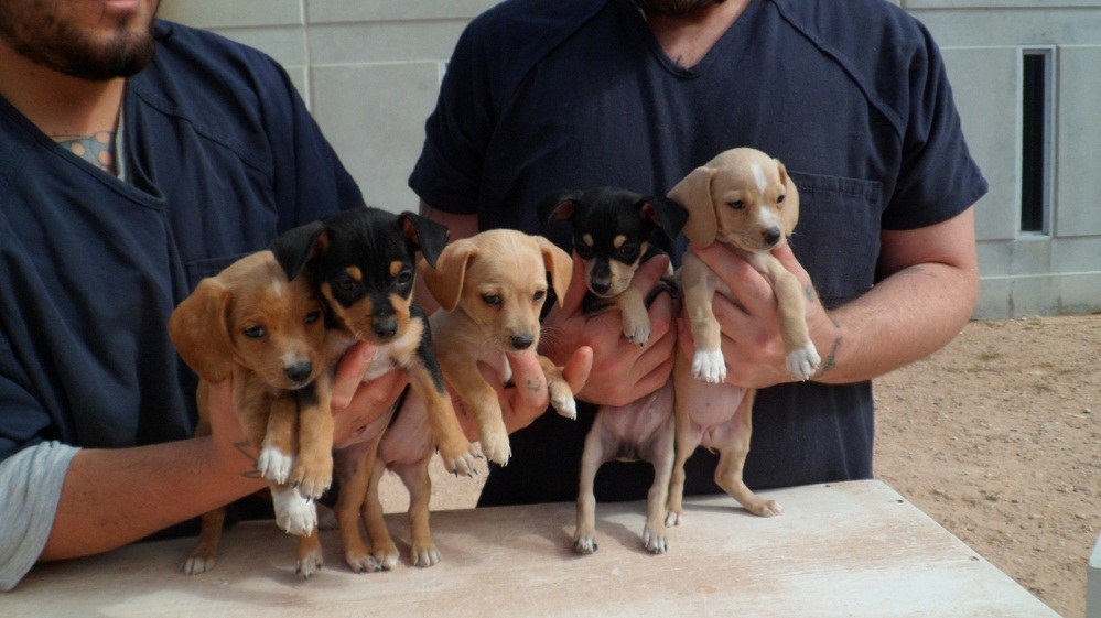 Cute Beagle Chihuahua Mix Puppies