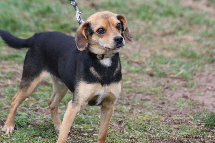 Beagle And Chihuahua Mix Lifespan And Possible Health