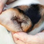 Beagle chronic ear infection