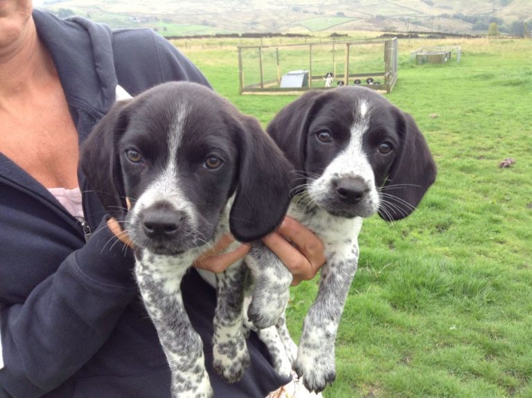 Beagle cocker spaniel mix puppies for sale