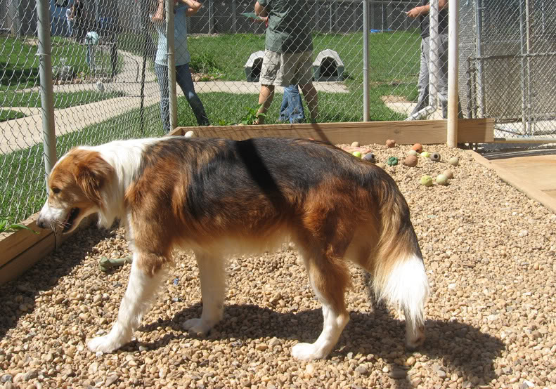 Beagle Collie Mix Dog