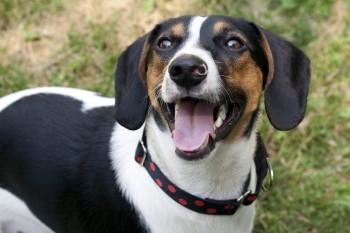 Beagle dachshund dog mix