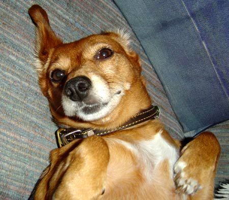 Beagle dachshund jack russell mix
